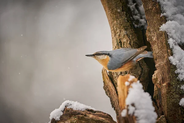 木のヌサッチ 枝の鳥 小さな鳥を閉じます 美しい黄色と青灰色の鳥 自然の生息地でSongbird 冬のシーンでかわいい鳥 — ストック写真