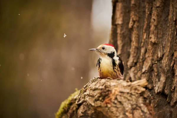 Midden Gevlekte Specht Zwart Wit Rode Vogel Met Rode Kap — Stockfoto