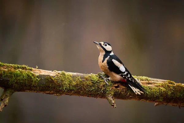 Buntspecht Dendrocopos Major Hockt Auf Zweigen Wildszene Aus Der Natur — Stockfoto