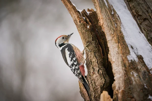 Middle Spotted Woodpecker, black and white and red bird with red cap sitting on the tree trunk in the forest. Woodpecker in the nature habitat.