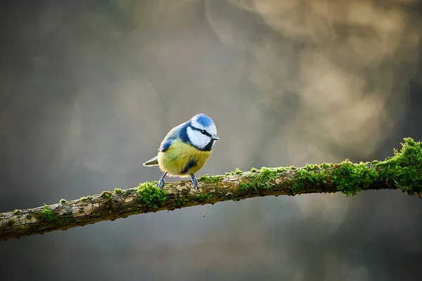 Blue Tit Parus Caeruleus Cute Blue Yellow Songbird Nice Lichen — Stock Photo, Image