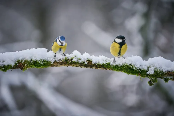 Great Tit Parus Major Black Yellow Songbird Sitting Nice Snow — Stock Photo, Image