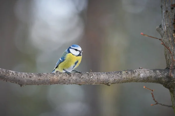 Niebieski Tit Parus Caeruleus Ładny Niebieski Żółty Ptak Śpiewający Liszaj — Zdjęcie stockowe