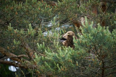 Ormandaki kartal yuvasında. Doğadaki kartal, yeşil bitki örtüsü. Kahverengi Kartal Kuşu ladin ağacının dalında koni ile oturuyor. Doğadan vahşi yaşam sahnesi.  