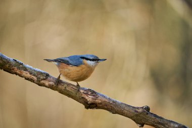 Wood Nuthatch 'ı kapat, daldaki kuş, küçük kuş. Güzel sarı ve mavi-gri ötücü kuş. Doğada ötücü kuş. Kış sahnesinde tatlı ötücü kuş.
