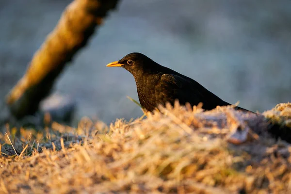 Blackbird Turdus Merula Pomarańczowych Jagodach Zamknij Eurazjatyckiego Blackbirda Siedzący Ptak — Zdjęcie stockowe