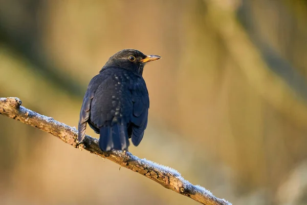 Чёрный Дрозд Turdus Merula Апельсиновыми Ягодами Закройте Евразийский Черный Дрозд — стоковое фото