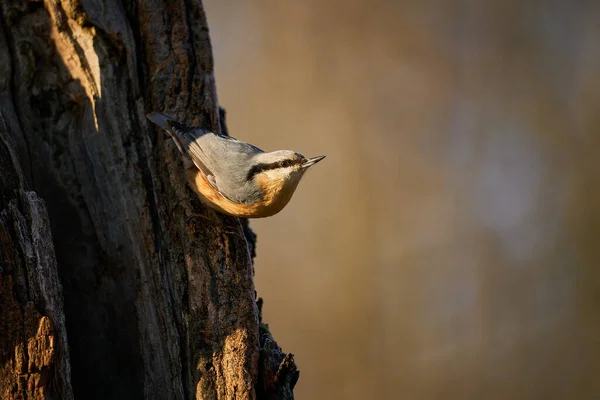 Sluit Wood Nuthatch Vogel Tak Kleine Vogel Prachtige Gele Blauw — Stockfoto