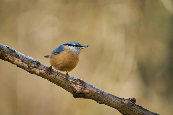 木のヌサッチ 枝の鳥 小さな鳥を閉じます 美しい黄色と青灰色の鳥 自然の生息地でSongbird 冬のシーンでかわいい鳥 — ストック写真