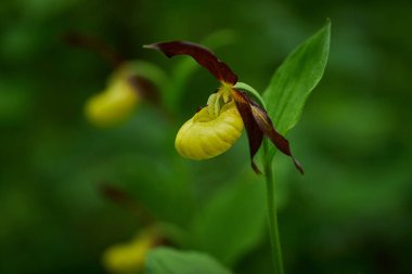 Yeşil arka planda güzel sarı bir çiçek. Ormanda Cypripedium kalseolus. Doğadaki vahşi orkide çiçeği. Kırmızı yapraklı sarı. Doğal ortamında vahşi orkide. Çiçek açma ayrıntıları.