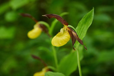 Yeşil arka planda güzel sarı bir çiçek. Ormanda Cypripedium kalseolus. Doğadaki vahşi orkide çiçeği. Kırmızı yapraklı sarı. Doğal ortamında vahşi orkide. Çiçek açma ayrıntıları.