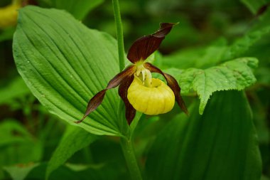 Yeşil arka planda güzel sarı bir çiçek. Ormanda Cypripedium kalseolus. Doğadaki vahşi orkide çiçeği. Kırmızı yapraklı sarı. Doğal ortamında vahşi orkide. Çiçek açma ayrıntıları.