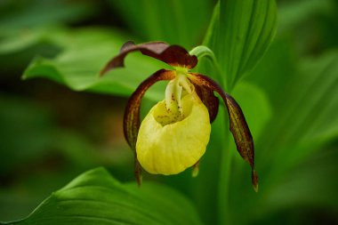Yeşil arka planda güzel sarı bir çiçek. Ormanda Cypripedium kalseolus. Doğadaki vahşi orkide çiçeği. Kırmızı yapraklı sarı. Doğal ortamında vahşi orkide. Çiçek açma ayrıntıları.