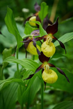 Yeşil arka planda güzel sarı bir çiçek. Ormanda Cypripedium kalseolus. Doğadaki vahşi orkide çiçeği. Kırmızı yapraklı sarı. Doğal ortamında vahşi orkide. Çiçek açma ayrıntıları.