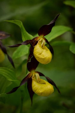 Yeşil arka planda güzel sarı bir çiçek. Ormanda Cypripedium kalseolus. Doğadaki vahşi orkide çiçeği. Kırmızı yapraklı sarı. Doğal ortamında vahşi orkide. Çiçek açma ayrıntıları.