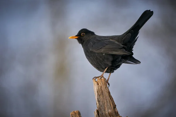 Pássaro Preto Com Bico Laranja Cena Inverno Feche Eurasian Blackbird — Fotografia de Stock