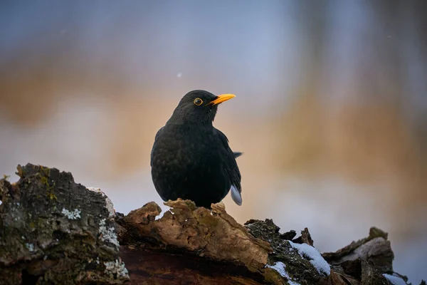 Czarny Ptak Pomarańczowym Dziobem Zimowa Scena Zamknij Eurazjatyckiego Blackbirda Siedzący — Zdjęcie stockowe