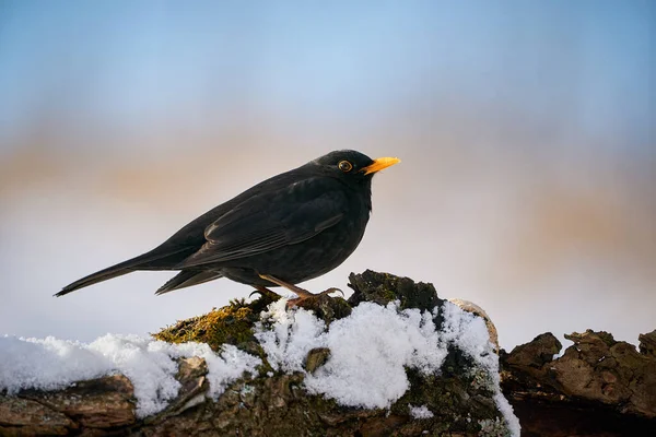 Pássaro Preto Com Bico Laranja Cena Inverno Feche Eurasian Blackbird — Fotografia de Stock