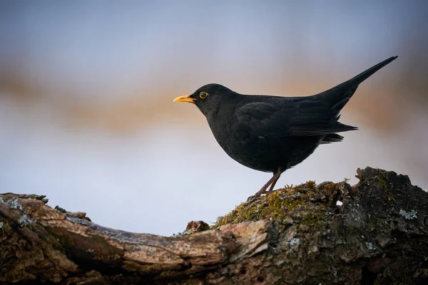 Pássaro Preto Com Bico Laranja Cena Inverno Feche Eurasian Blackbird — Fotografia de Stock