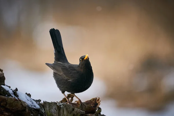 Pássaro Preto Com Bico Laranja Cena Inverno Feche Eurasian Blackbird — Fotografia de Stock