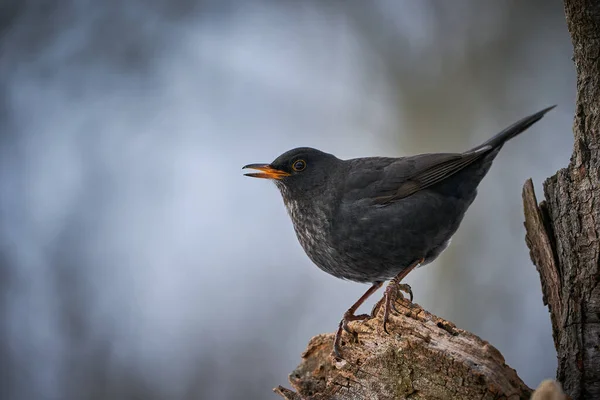 Pássaro Preto Com Bico Laranja Cena Inverno Feche Eurasian Blackbird — Fotografia de Stock