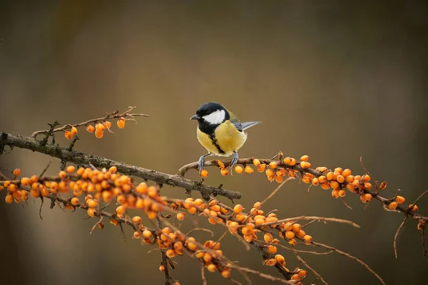 Great Tit Parus Major Black Yellow Songbird Sitting Nice Lichen —  Fotos de Stock