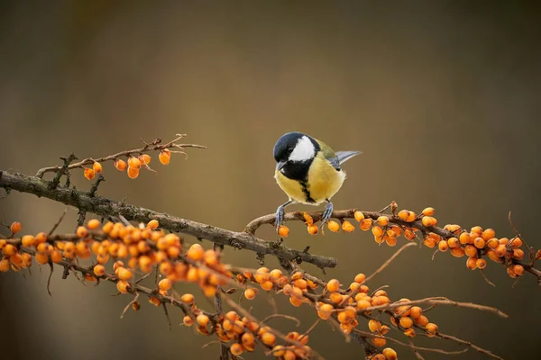 Great Tit Parus Major Black Yellow Songbird Sitting Nice Lichen — Stock Photo, Image