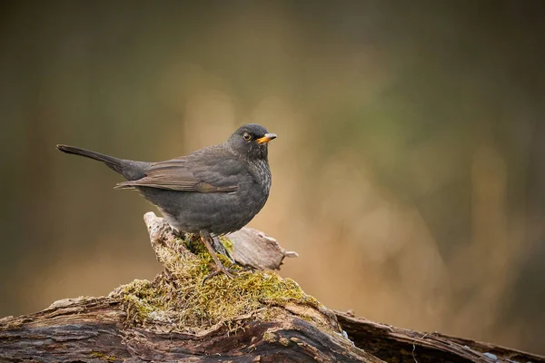 Pássaro Preto Com Bico Laranja Cena Inverno Feche Eurasian Blackbird — Fotografia de Stock