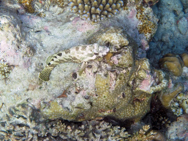 Fyra-sadel grouper fisk — Stockfoto