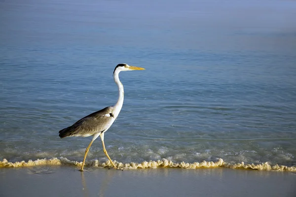 Heron pe plaja — Fotografie, imagine de stoc