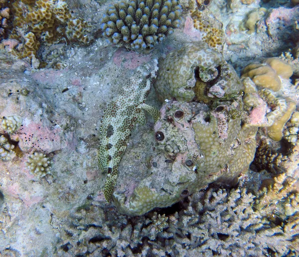 Peces gruñones de cuatro sillas — Foto de Stock