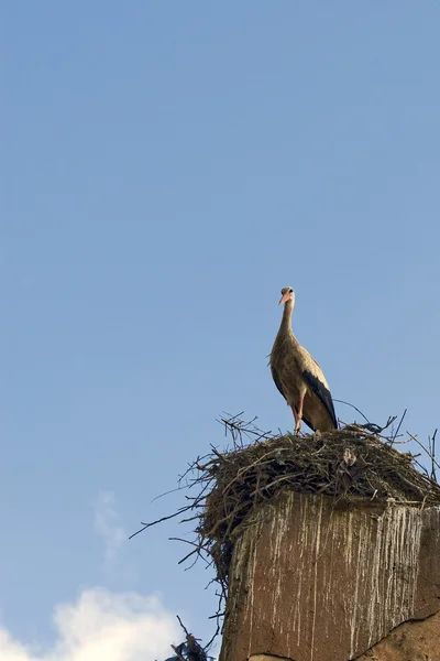 Mama Stork — Stockfoto