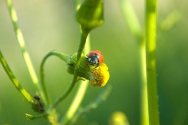 ladybug crawling on a leaf and twig
