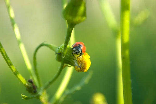 Ladybug Crawling Leaf Twig — Zdjęcie stockowe