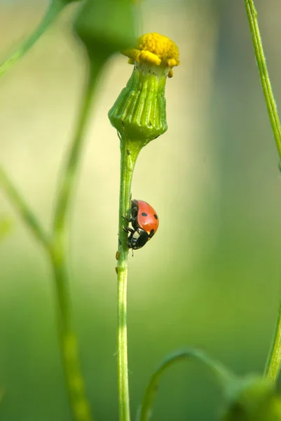 Ladybug Crawling Leaf Twig — Zdjęcie stockowe