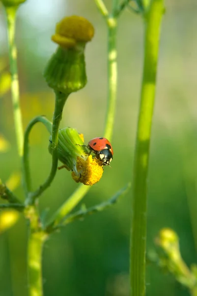 Ladybug Crawling Leaf Twig — Zdjęcie stockowe