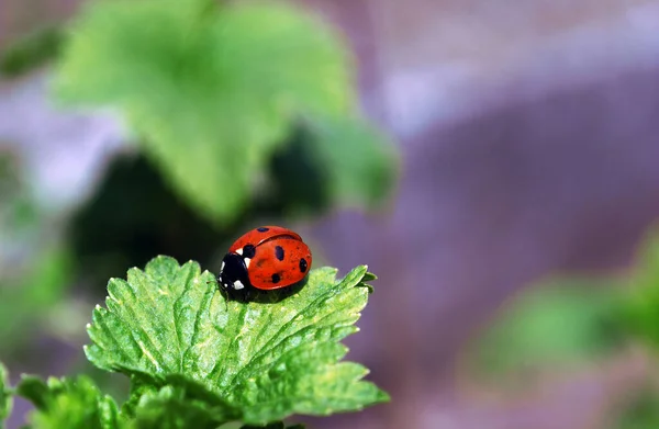 Ladybug Crawling Leaf Twig — Zdjęcie stockowe