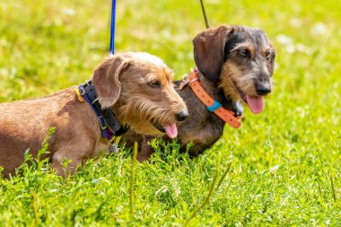 İki köpek, güneşli bir günde parkta yeşil çimlerin arasında kabarık bir dachshund ile çiftleşir.