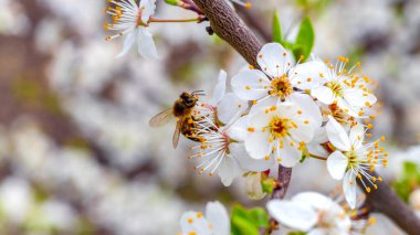 Bir arı kiraz çiçeklerinden nektar toplar.