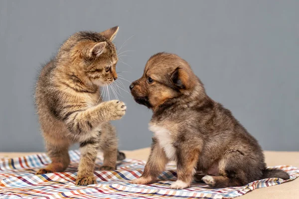 Küçük Kedicik Küçük Köpek Birlikte Yavru Kedi Yavrunun Patisini Döver — Stok fotoğraf