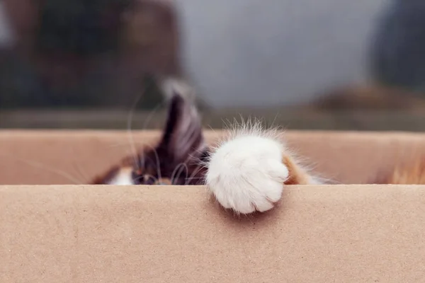 Pequeno Gatinho Fofo Espreita Uma Caixa Papelão — Fotografia de Stock