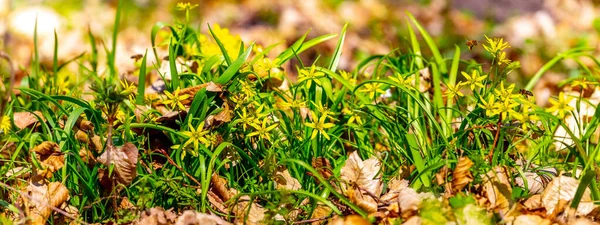 Die Ersten Frühlingsblumen Wald Zwischen Den Trockenen Fallenden Blättern — Stockfoto
