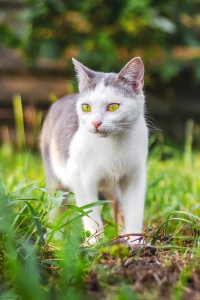 Gri Benekli Beyaz Bir Kedi Bahçede Yürüyor — Stok fotoğraf