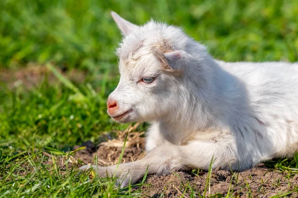 Une Petite Chèvre Blanche Gît Sur Herbe Par Temps Ensoleillé — Photo