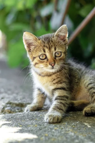 Liten Randig Kattunge Med Ett Uppmärksamt Utseende Sitter Asfalten Nära — Stockfoto