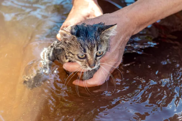 Kadınlar Küçük Şirin Bir Kediyi Yıkıyor Hayvanlara Bakıyor — Stok fotoğraf