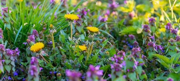 紫色のイラクサの花の間に黄色いタンポポの花 野生の花を咲かせる — ストック写真