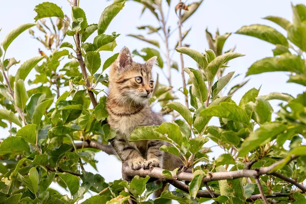Маленький Смугастий Кошеня Високо Дереві — стокове фото