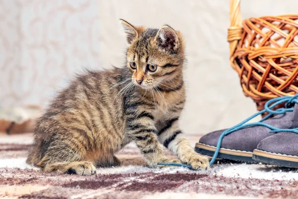 Pequeno Gatinho Listrado Está Brincando Com Sapatos — Fotografia de Stock
