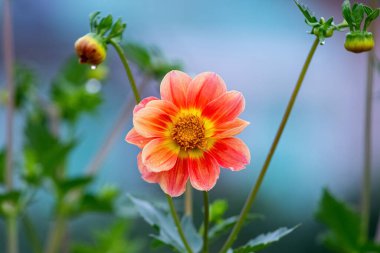 Bahçede bulanık arka planda turuncu şakayık